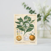  Plant Oranje Fruit Briefkaart (Staand voorkant)