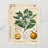  Plant Oranje Fruit Briefkaart (Voorkant / Achterkant)