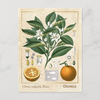  Plant Oranje Fruit Briefkaart