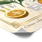  Plant Oranje Fruit Poster (Hoek)