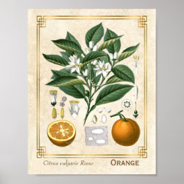  Plant Oranje Fruit Poster