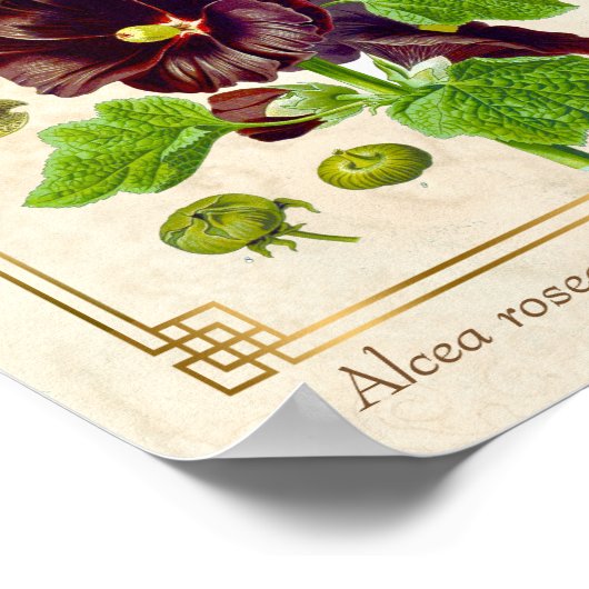 Plant Paars Hollyhock Flower Poster (Hoek)