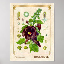  Plant Paars Hollyhock Flower Poster