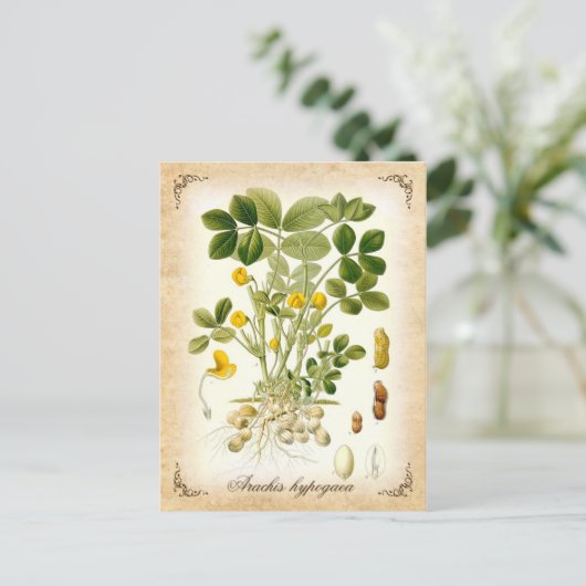 Plant pinda's - illustratie briefkaart (Staand voorkant)