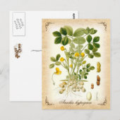 Plant pinda's -  illustratie briefkaart (Voorkant / Achterkant)