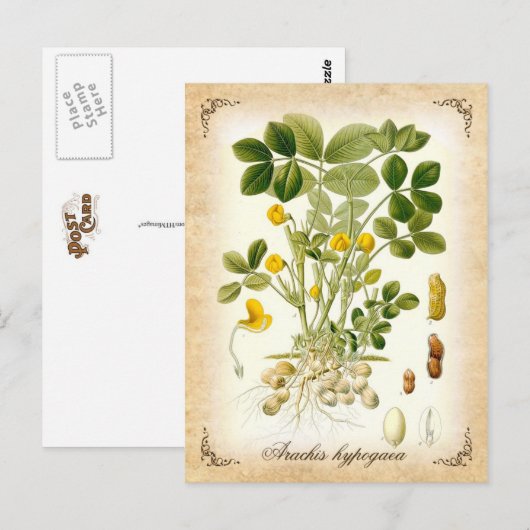 Plant pinda's -  illustratie briefkaart (Voorkant / Achterkant)