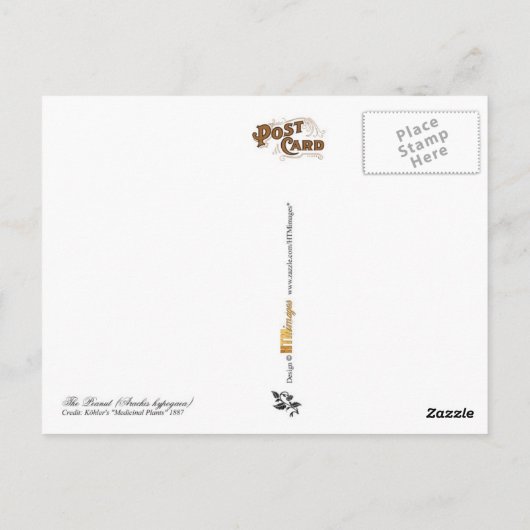 Plant pinda's -  illustratie briefkaart (Achterkant)