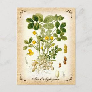 Plant pinda's - illustratie briefkaart