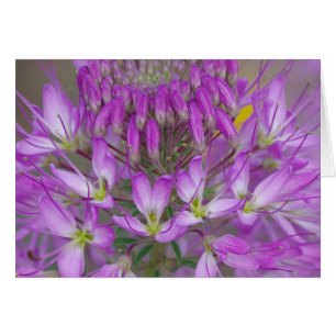 Plant Rocky Mountain Bee