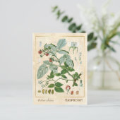  Plant rode frambose botanisch Briefkaart (Staand voorkant)