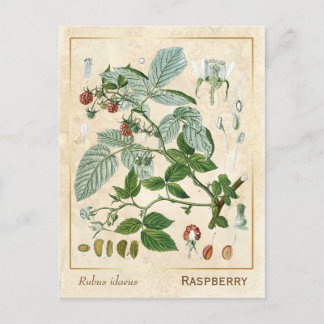  Plant rode frambose botanisch Briefkaart