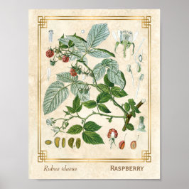  Plant rode frambose botanisch Poster