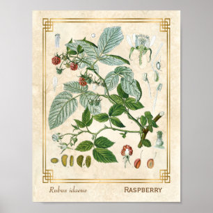 Plant rode frambose botanisch Poster