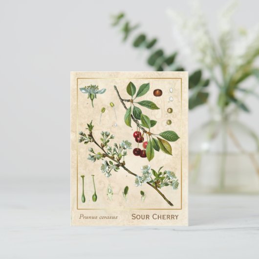  Plant Rode Kerrie Botanisch Briefkaart (Staand voorkant)