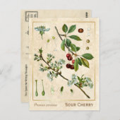  Plant Rode Kerrie Botanisch Briefkaart (Voorkant / Achterkant)