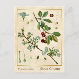 Plant Rode Kerrie Botanisch Briefkaart