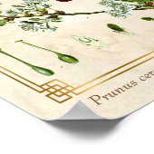  Plant Rode Kerrie Botanisch Poster (Hoek)