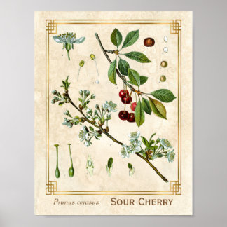 Plant Rode Kerrie Botanisch Poster