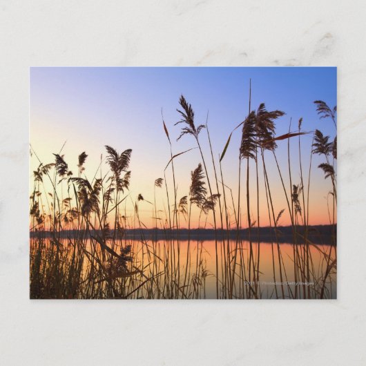 Plant Silhouette door Lakeside sunset Briefkaart (Voorkant)