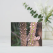 Plant Stem Thorns Natuur Park Briefkaart (Staand voorkant)