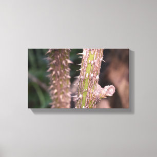 Plant Stem Thorns Natuur Park Canvas Afdruk