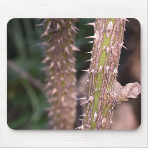 Plant Stem Thorns Natuur Park Muismat