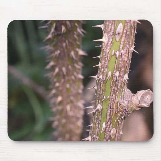 Plant Stem Thorns Natuur Park Muismat (Voorkant)