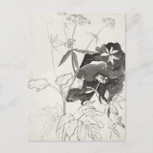 Plant studie | Carel Adolph Cachet Briefkaart (Voorkant)