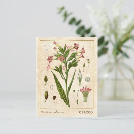 Plant Tabak Herb Botanisch Briefkaart (Staand voorkant)