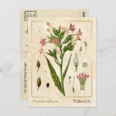  Plant Tabak Herb Botanisch Briefkaart (Voorkant / Achterkant)