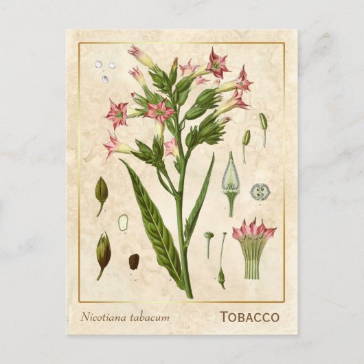  Plant Tabak Herb Botanisch Briefkaart (Voorkant)