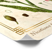 Plant Tabak Herb Botanisch Poster (Hoek)