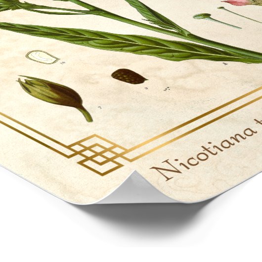  Plant Tabak Herb Botanisch Poster (Hoek)