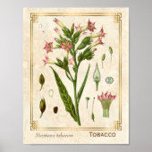  Plant Tabak Herb Botanisch Poster (Voorkant)