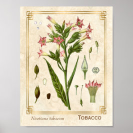  Plant Tabak Herb Botanisch Poster
