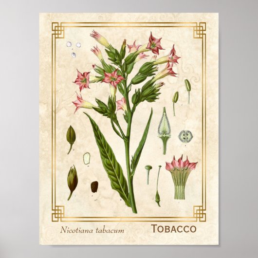 Plant Tabak Herb Botanisch Poster (Voorkant)