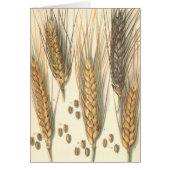 Plant tegen droogte,  landbouw (Voorkant)