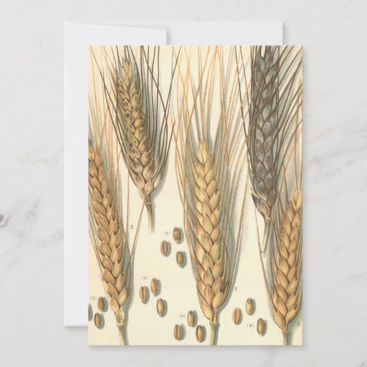 Plant tegen droogte,  landbouw (Voorkant)