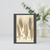 Plant tegen droogte,  landbouw briefkaart (Staand voorkant)