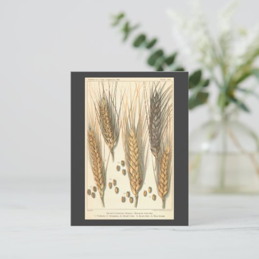 Plant tegen droogte,  landbouw briefkaart (Staand voorkant)