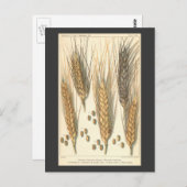 Plant tegen droogte,  landbouw briefkaart (Voorkant / Achterkant)