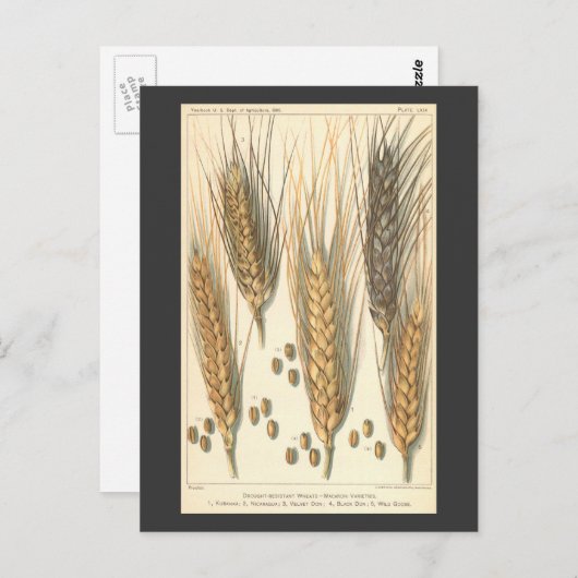 Plant tegen droogte,  landbouw briefkaart (Voorkant / Achterkant)