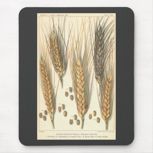 Plant tegen droogte,  landbouw muismat (Voorkant)