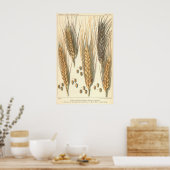 Plant tegen droogte,  landbouw poster (Keuken)