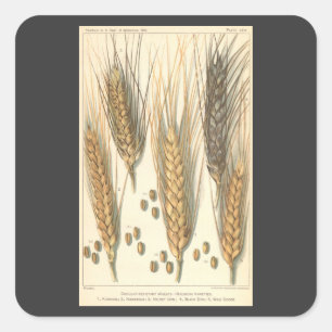 Plant tegen droogte,  landbouw vierkante sticker