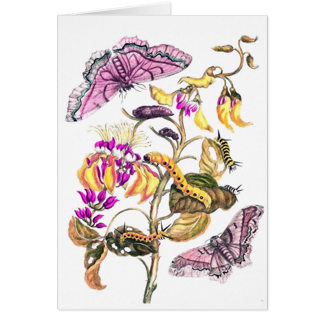  plant ter illustratie van de natuur van bloemvlin (Voorkant)