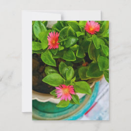 Plant van de Baby van de tuin van het Roos in een 