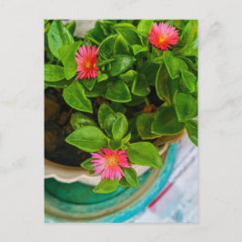 Plant van de Baby van de tuin Zon in een pot Briefkaart