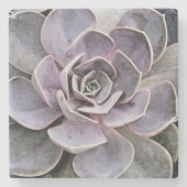 Plant van de Echeveria met lavendel-grijs (succule Stenen Onderzetter (Voorkant)
