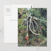 Plant van drakenvruchten briefkaart (Voorkant / Achterkant)